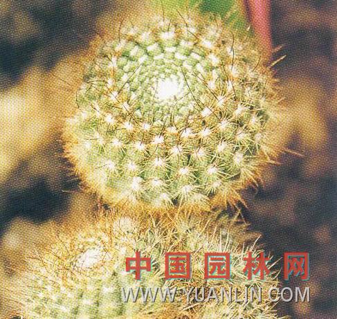 河內球