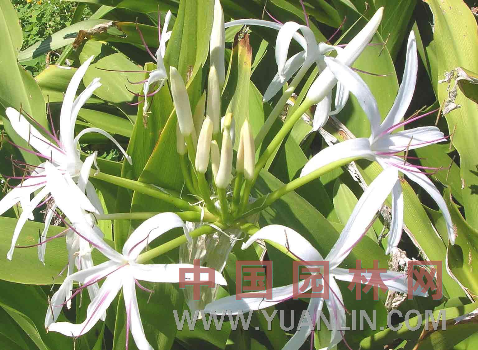 白線(xiàn)文殊蘭