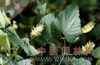 啤酒花 忽布、蛇麻花、酵母花、酒花