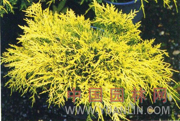 金線(xiàn)日本花柏