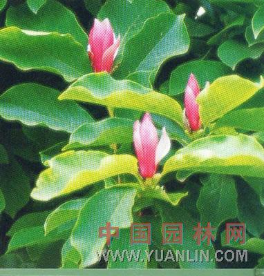 長(cháng)春二喬玉蘭