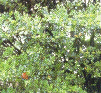 蚊母樹(shù)