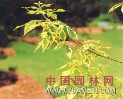 花葉復葉槭