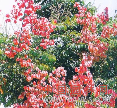臺灣欒樹(shù)
