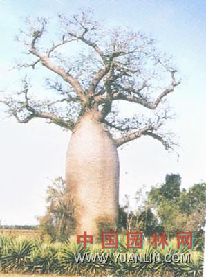 猴面包樹(shù)