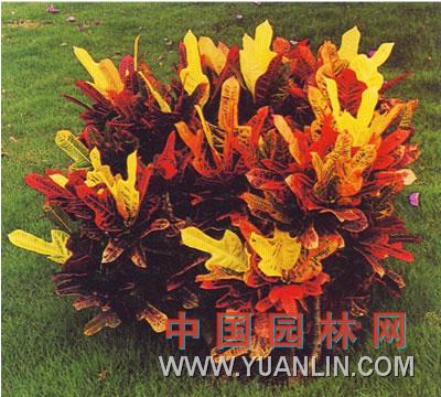 仙戟變葉木