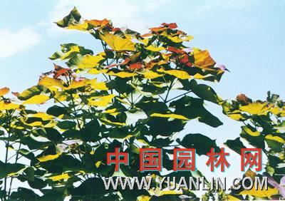 紫葉美國梓樹(shù)
