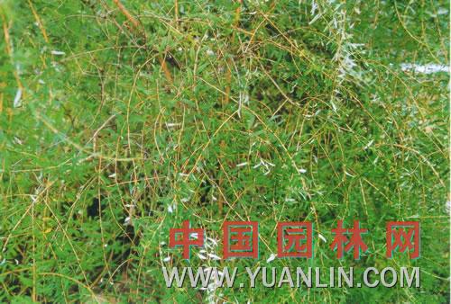 互生葉醉魚(yú)草