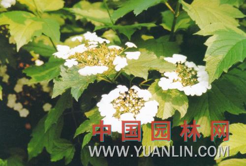 歐洲莢蒾 歐洲瓊花、雪球