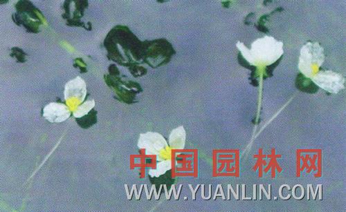 水蘊草