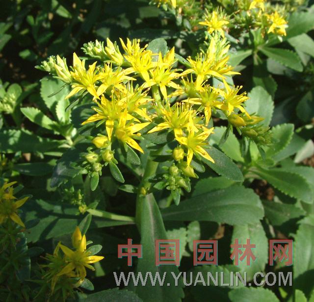 費菜 