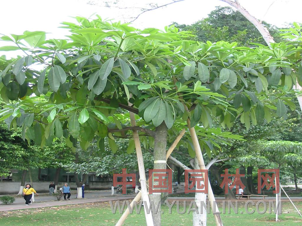 糖膠樹(shù)