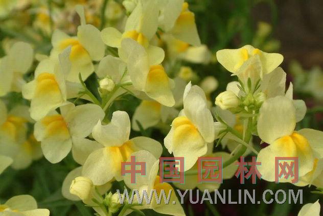姬金魚(yú)草
