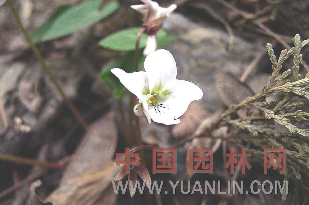 虎耳草