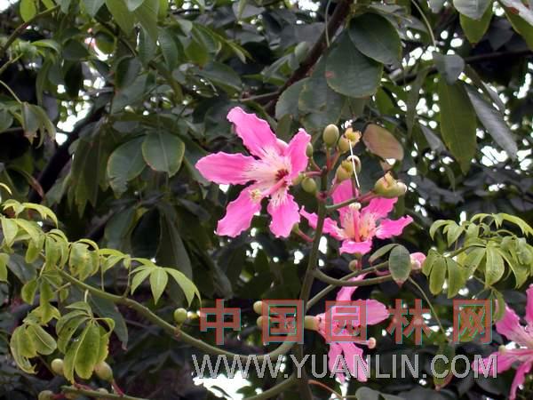 美人樹(shù)