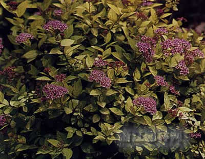 金山繡線(xiàn)菊