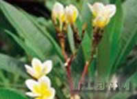 馬纓花 密筒花、狗血花、紅山茶、杜鵑、麻力光、蒼山杜鵑