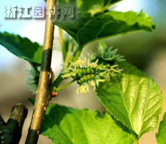 桑樹(shù)