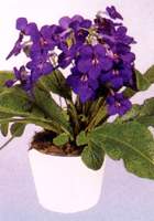 海角櫻草 大旋果花、雜種扭果苣苔
