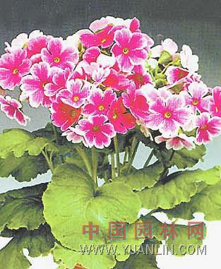 歐洲報春花
