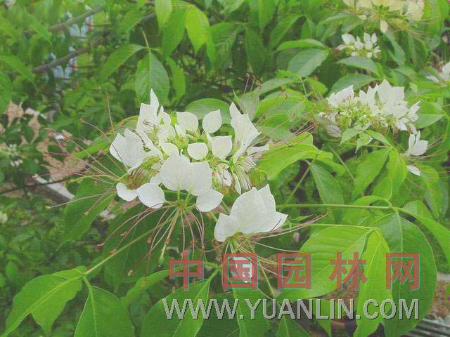 魚(yú)木