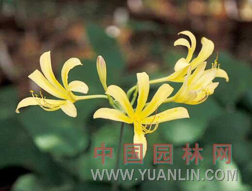 長(cháng)筒石蒜