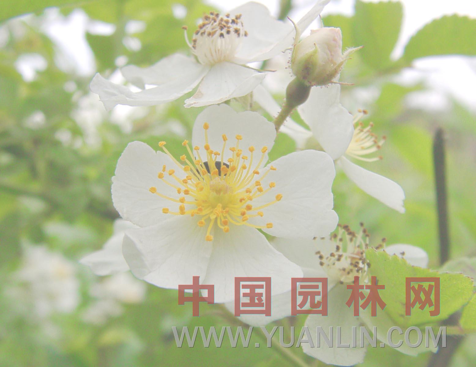野薔薇