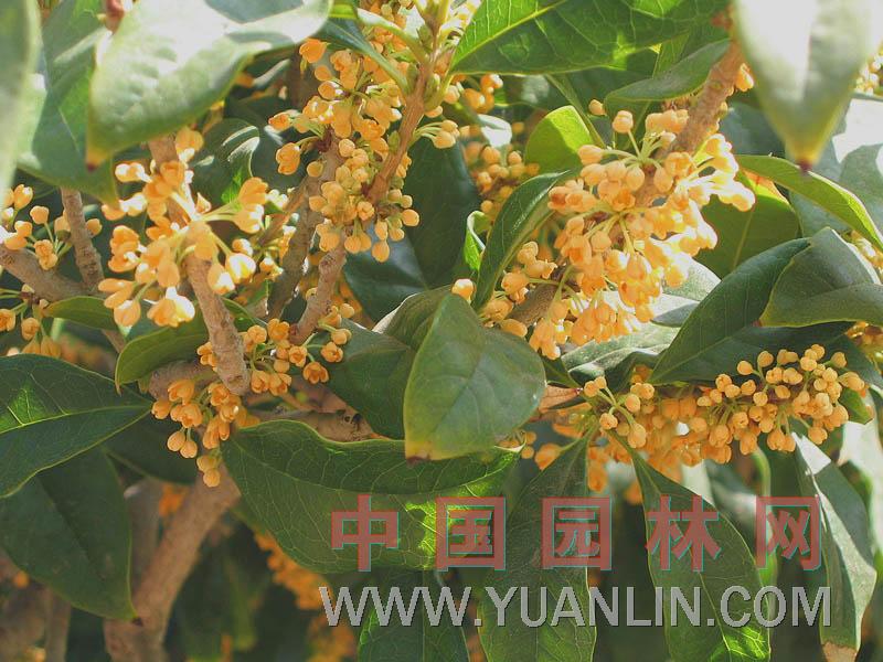 中華龍桂