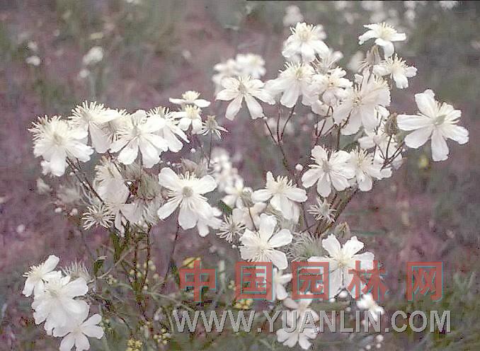 棉團鐵線(xiàn)蓮