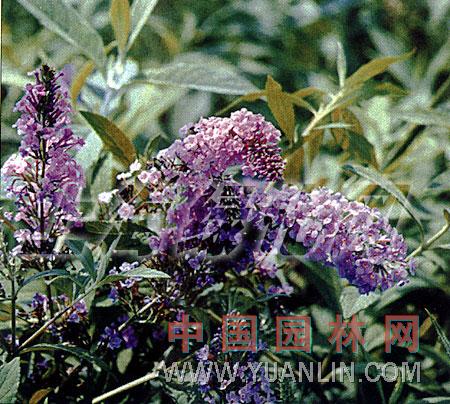 紫花醉魚(yú)草