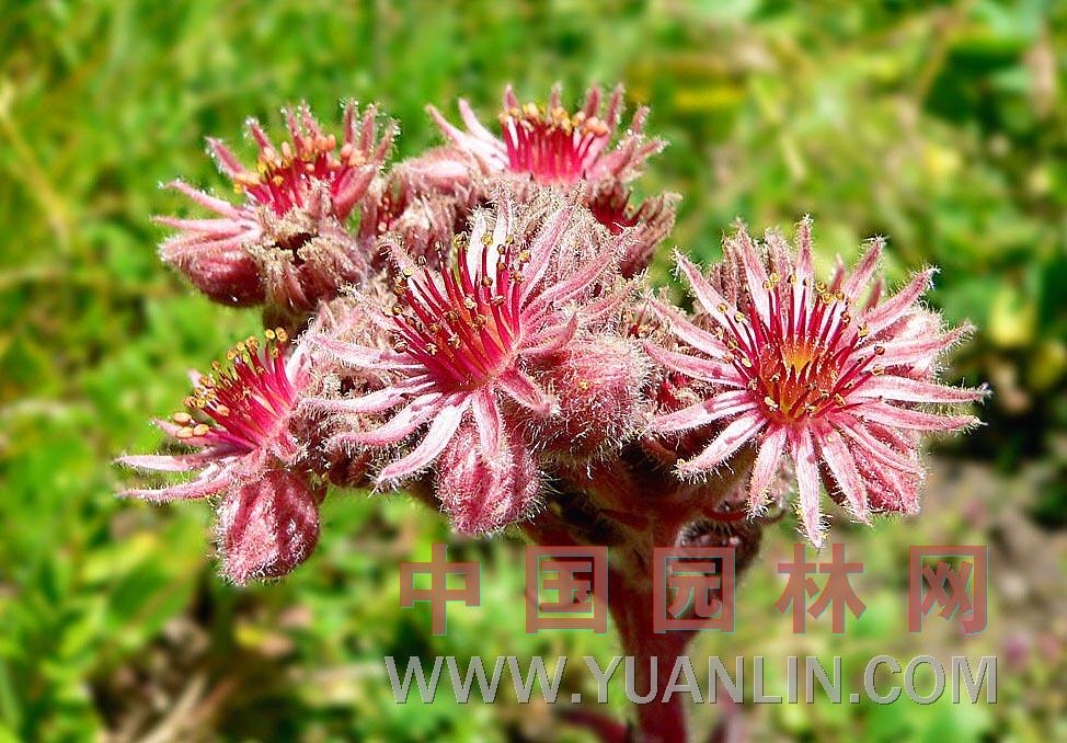 長(cháng)生草