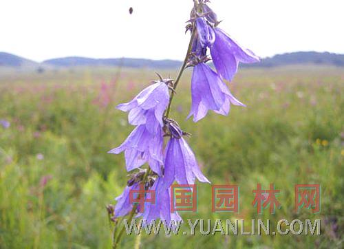 沙參