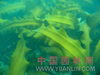 海帶 海帶菜、昆布