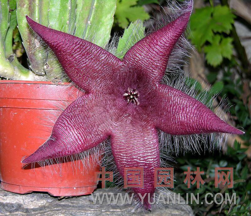 大花犀角 海星花、臭肉花