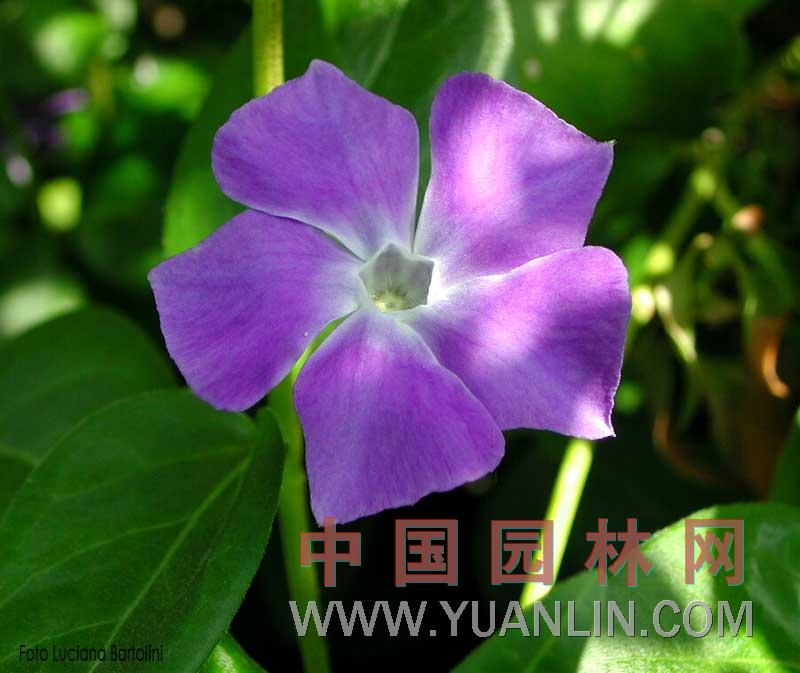 小蔓長(cháng)春花