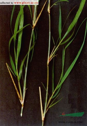 類(lèi)蘆