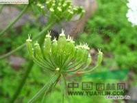 短毛獨活