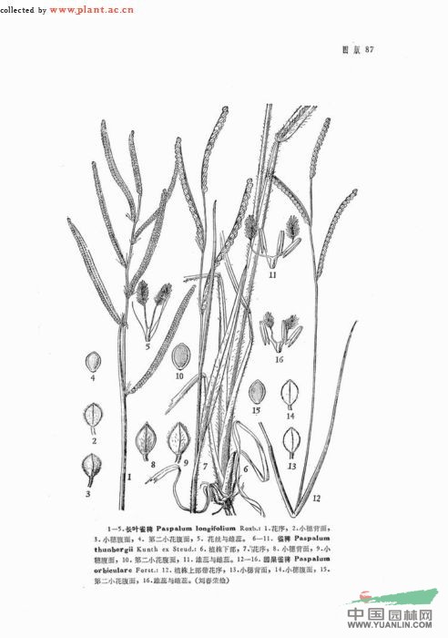 長(cháng)葉雀稗