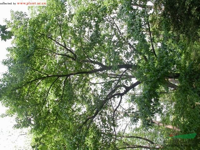 藍果樹(shù)