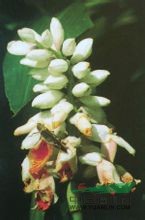 長(cháng)柄山姜