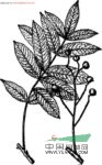 羽葉白頭樹(shù)