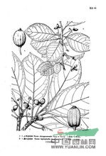 上思藍果樹(shù)