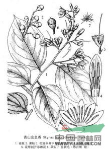 長(cháng)柔毛安息香