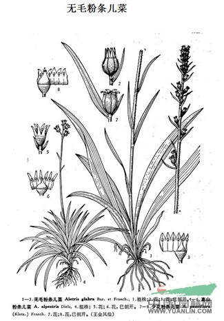 無(wú)毛粉條兒菜