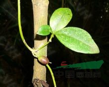樂(lè )東鏈珠藤