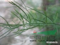 興安天門(mén)冬