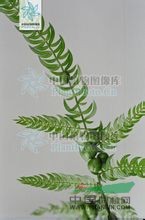 羊齒天門(mén)冬