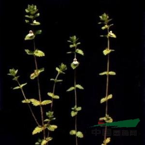 長(cháng)腺小米草