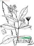 長(cháng)節珠