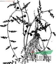 西北天門(mén)冬